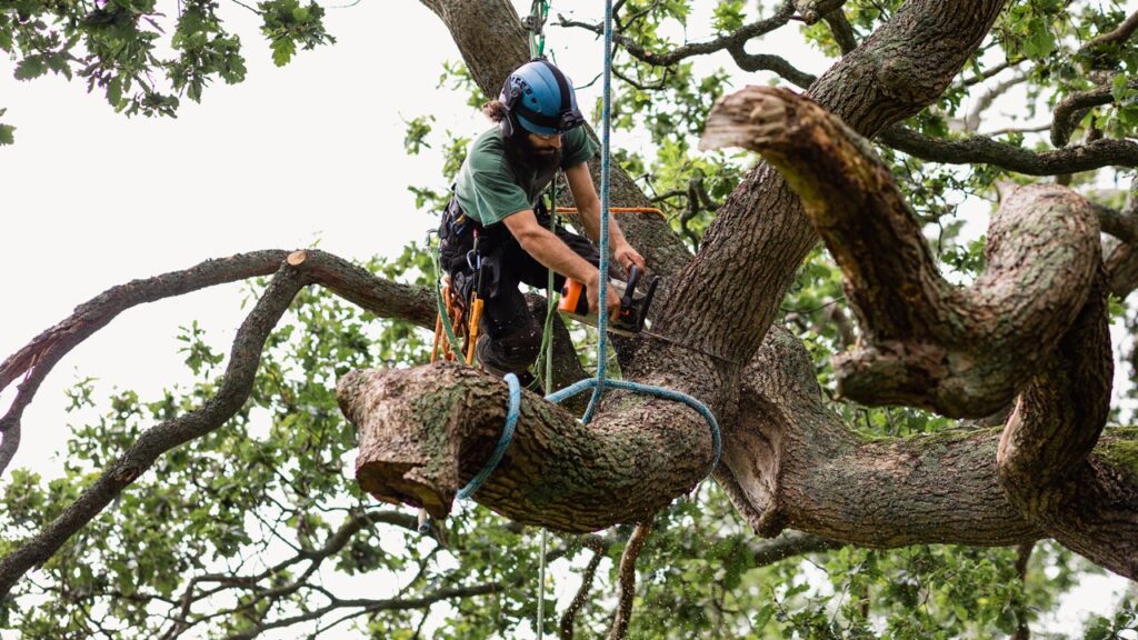 Tree Removal Services