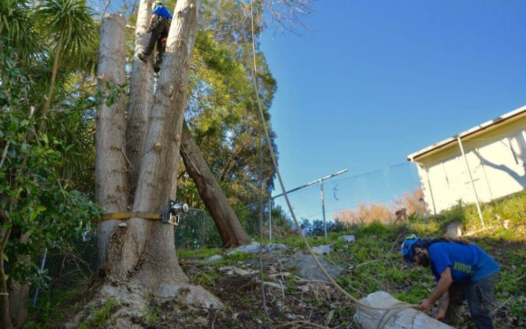 Top Tree Removal