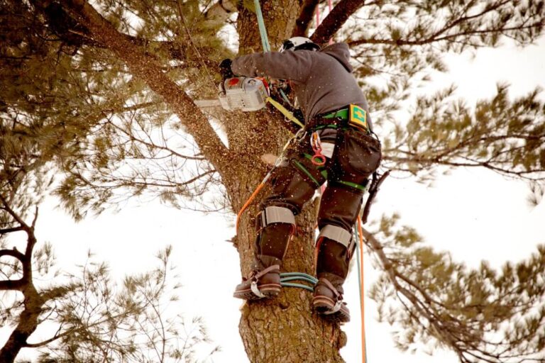 Tree Removal Services