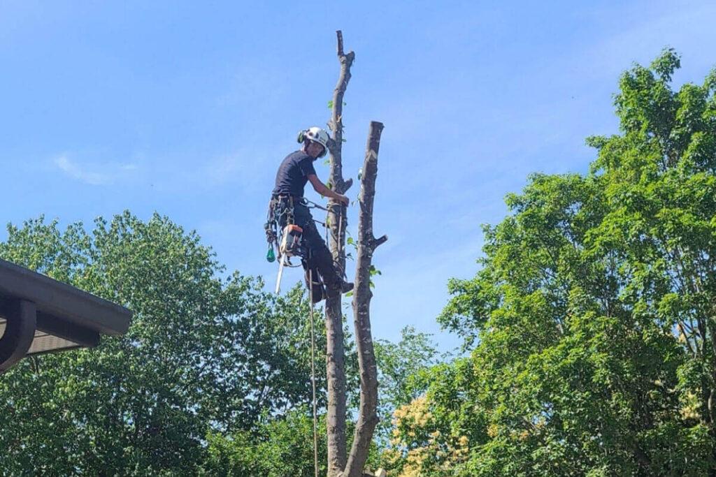 Professional Tree Removal