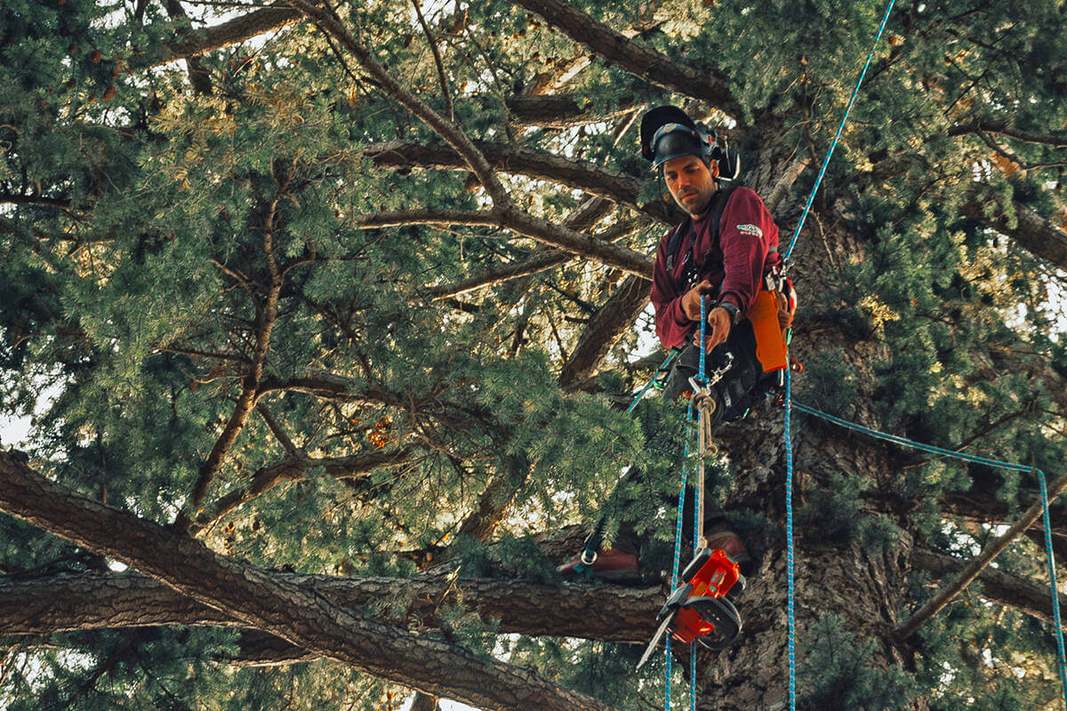 Top Tree Removal