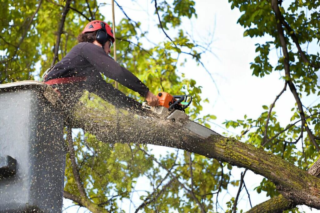 Top Tree Removal