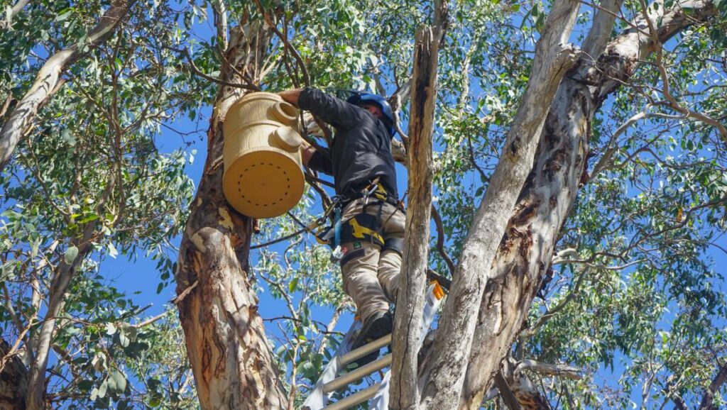 Tree Removal Services