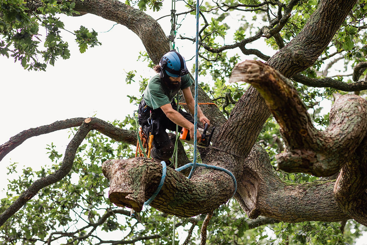 Professional Tree Removal