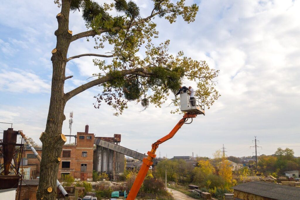 Professional Tree Removal