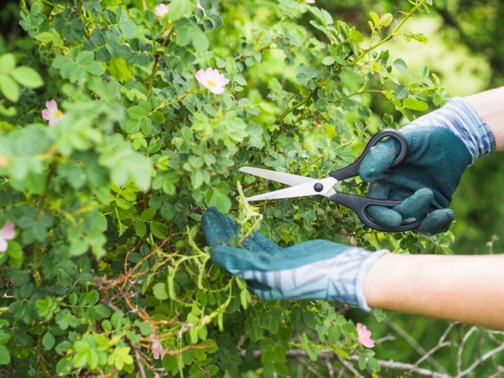 tree pruning service