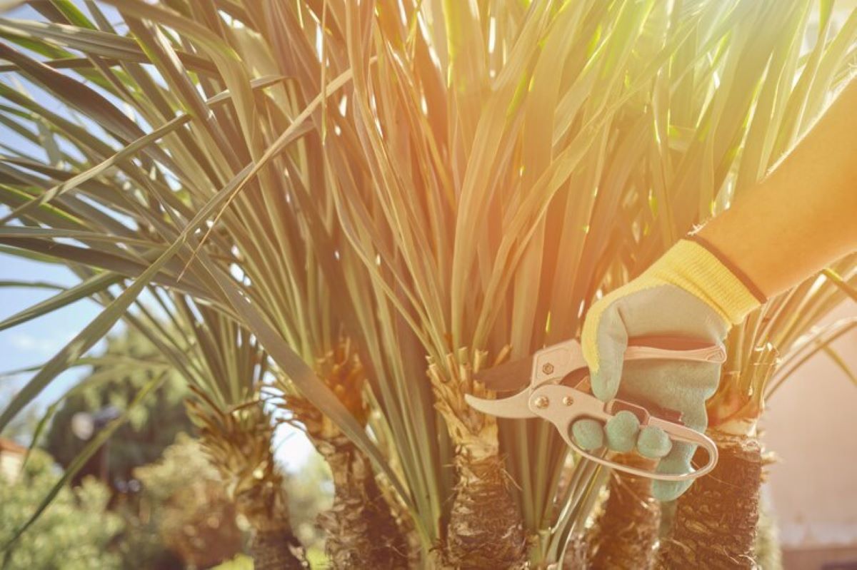 palm tree pruning