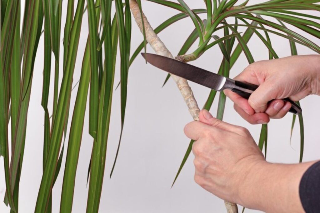 palm tree pruning