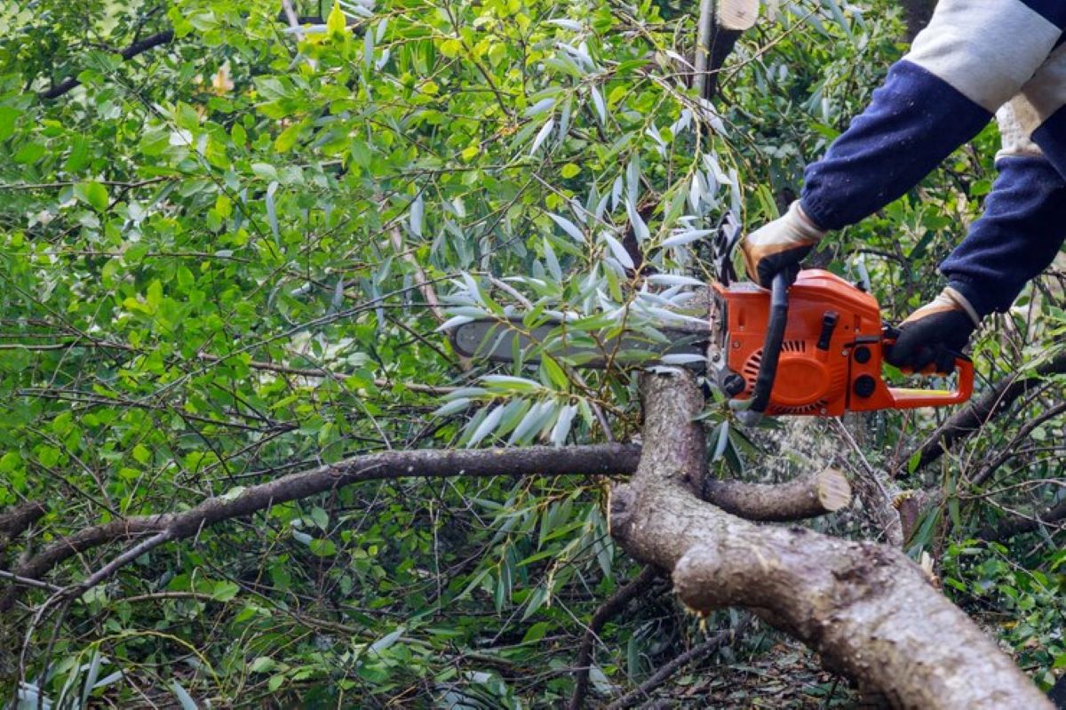 tree removal service