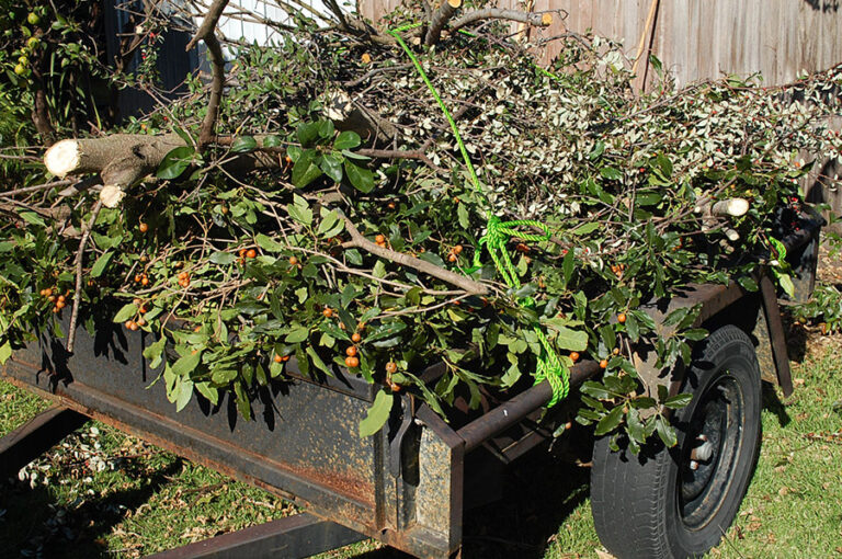 Tree Lopping Sydney as a Case Study in Human–Nature Coexistence