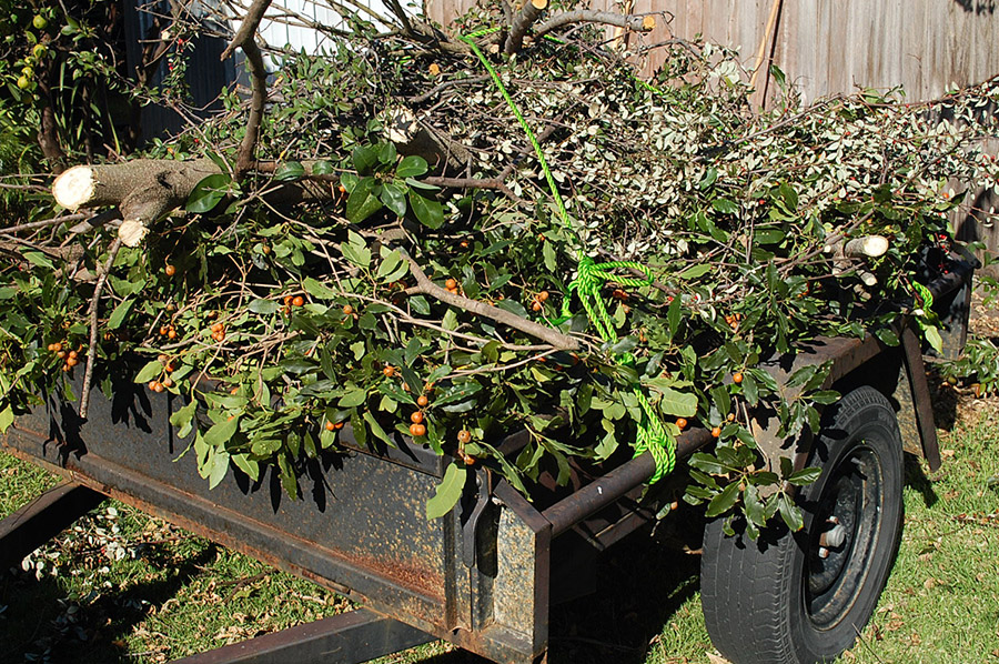Tree Lopping Sydney as a Case Study in Human–Nature Coexistence