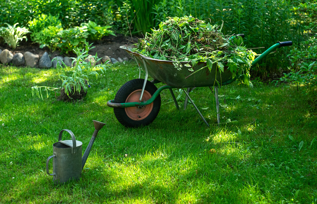 Community Perspectives on Sydney Tree Services and Environmental Stewardship