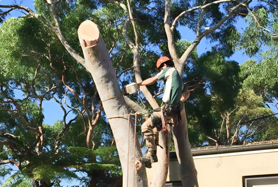 Why Hiring a Professional for Tree Cutting Services Saves You Money Long-Term