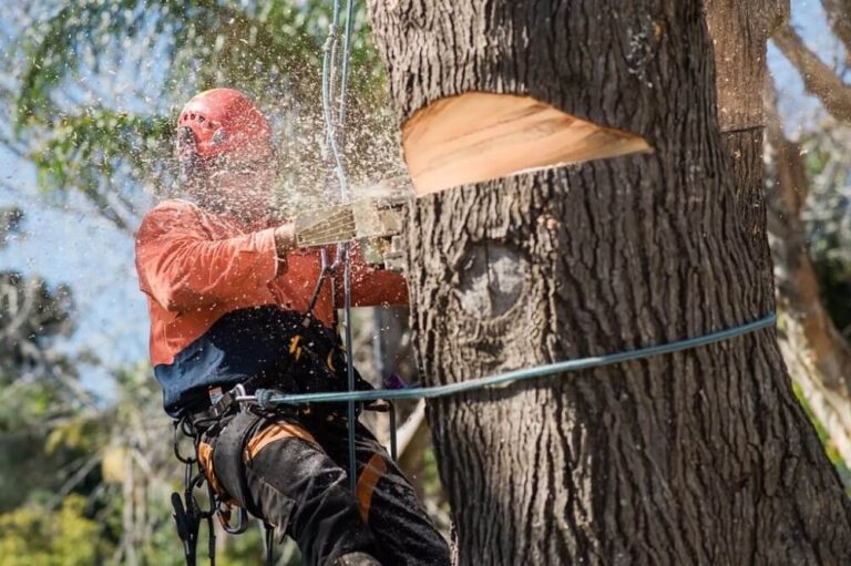 tree removal cost