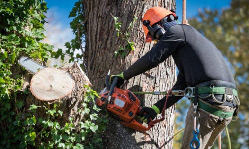 cheap tree removal